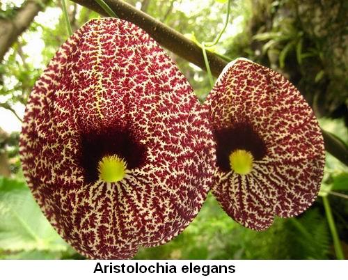 Aristolochia elegans.jpg